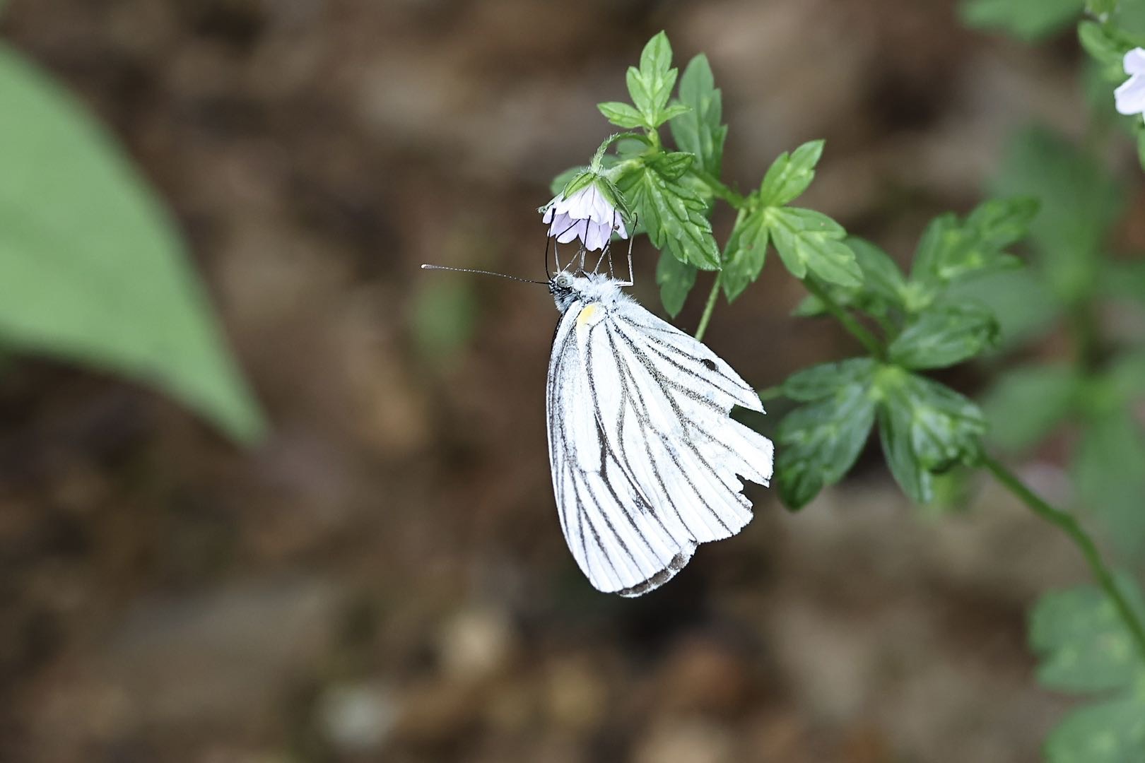 华西黑纹粉蝶