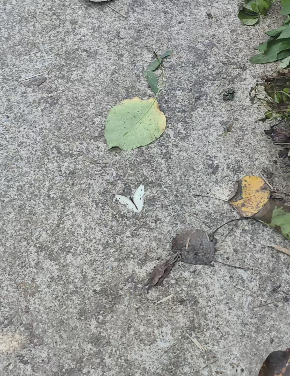 东方菜粉蝶