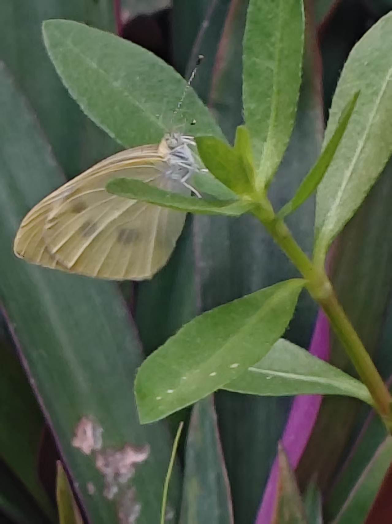 菜粉蝶