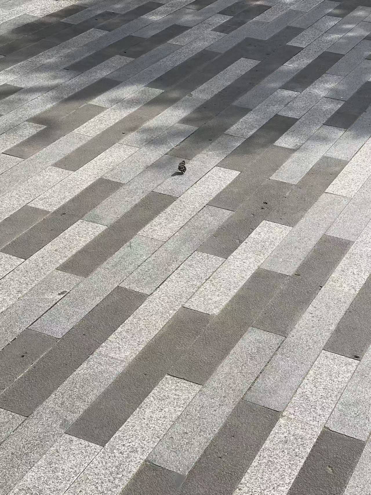 拟斑脉蛱蝶