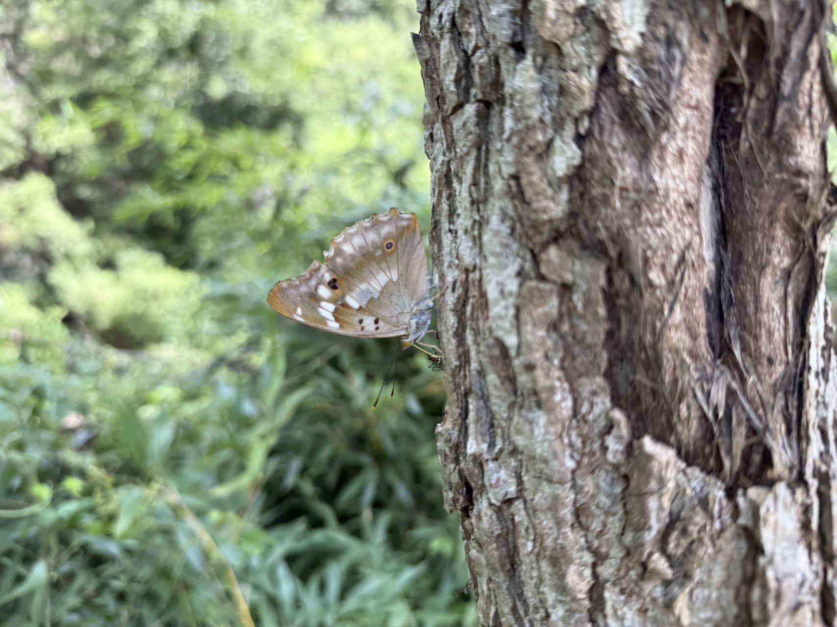 柳紫闪蛱蝶