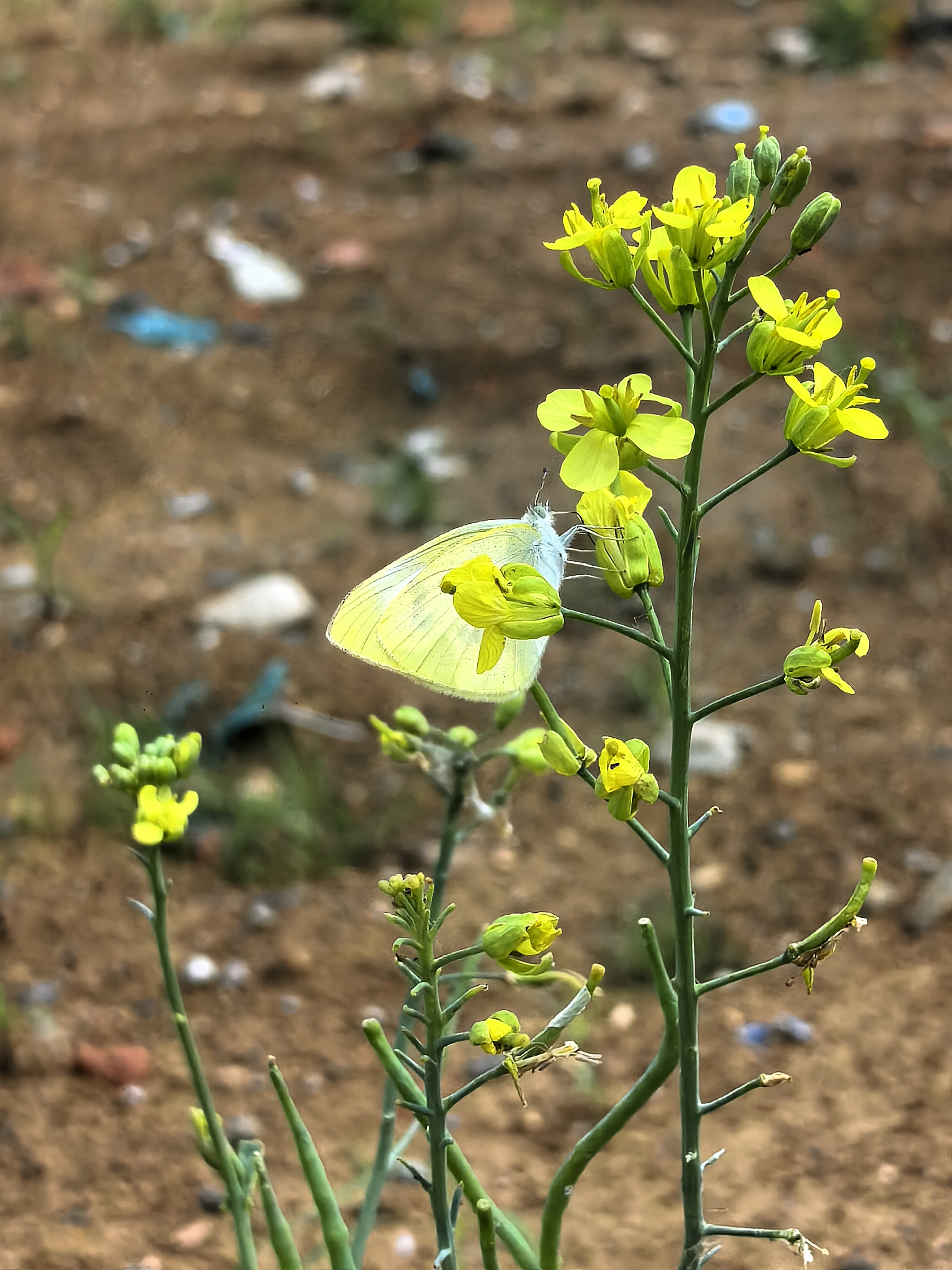 菜粉蝶