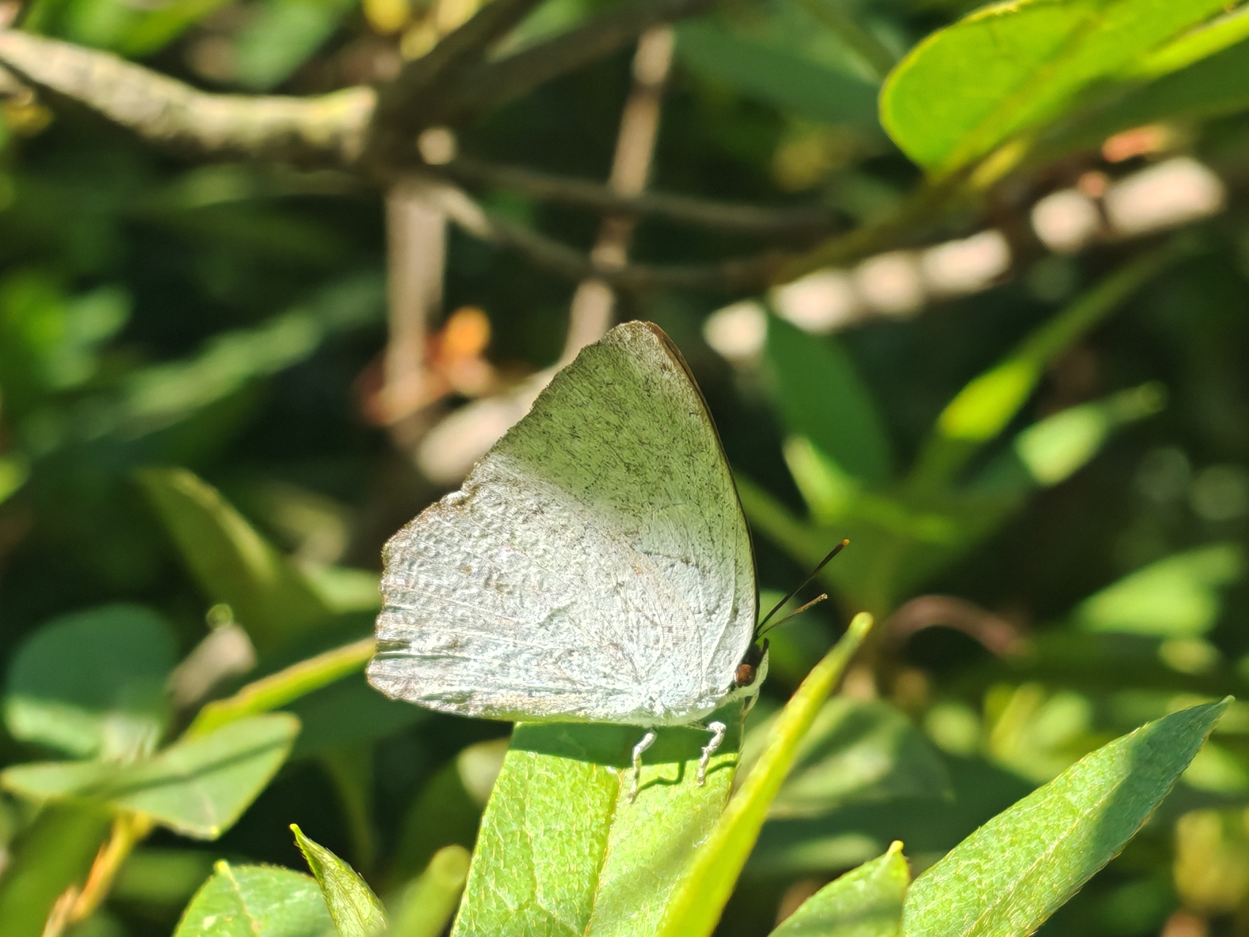 尖翅银灰蝶