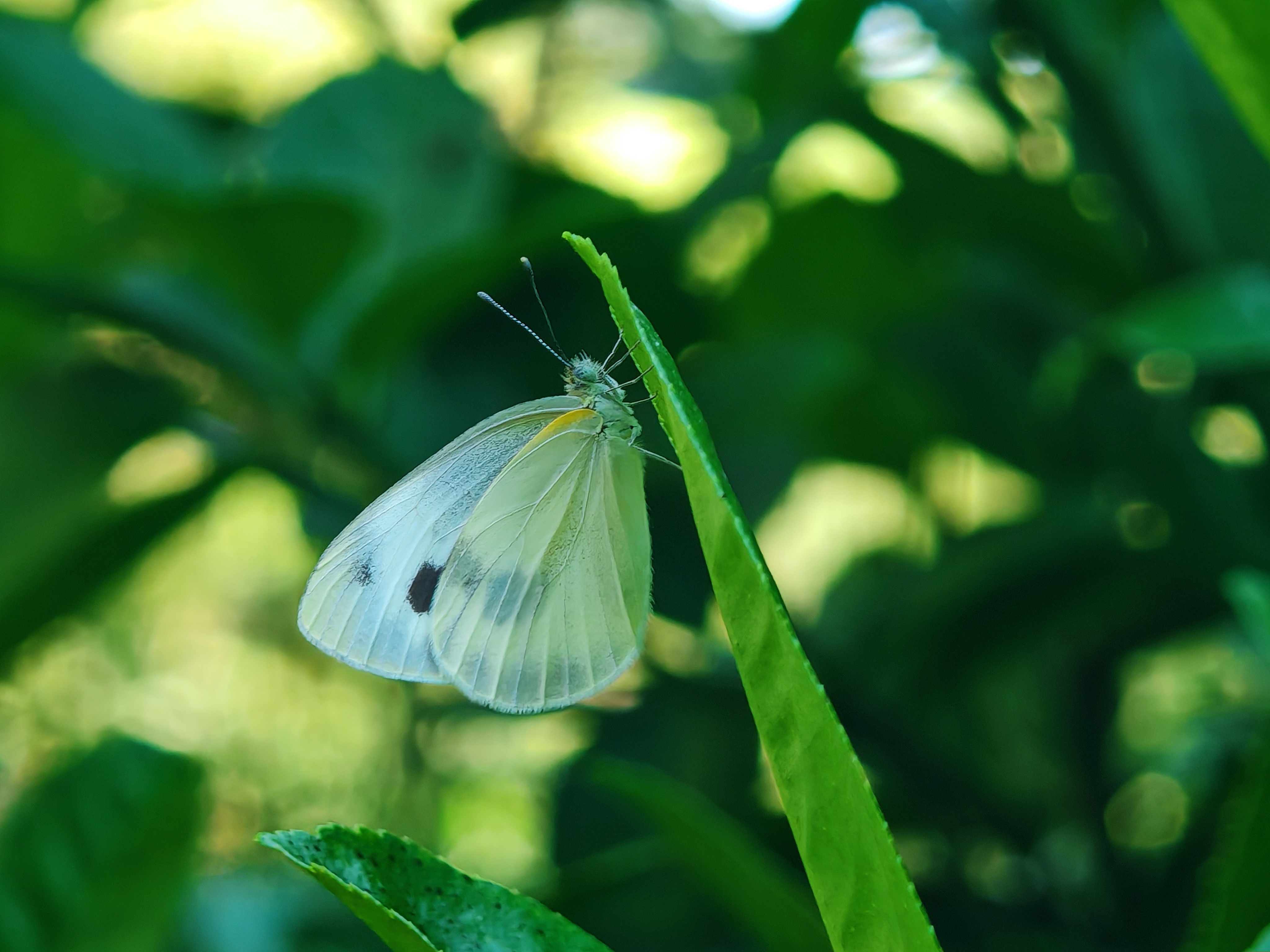 东方菜粉蝶