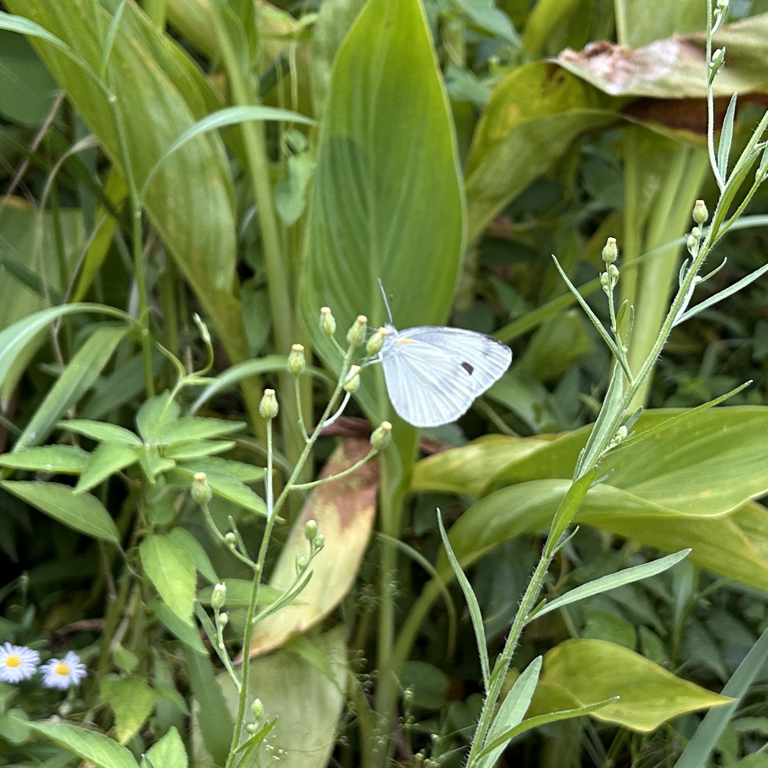 东方菜粉蝶