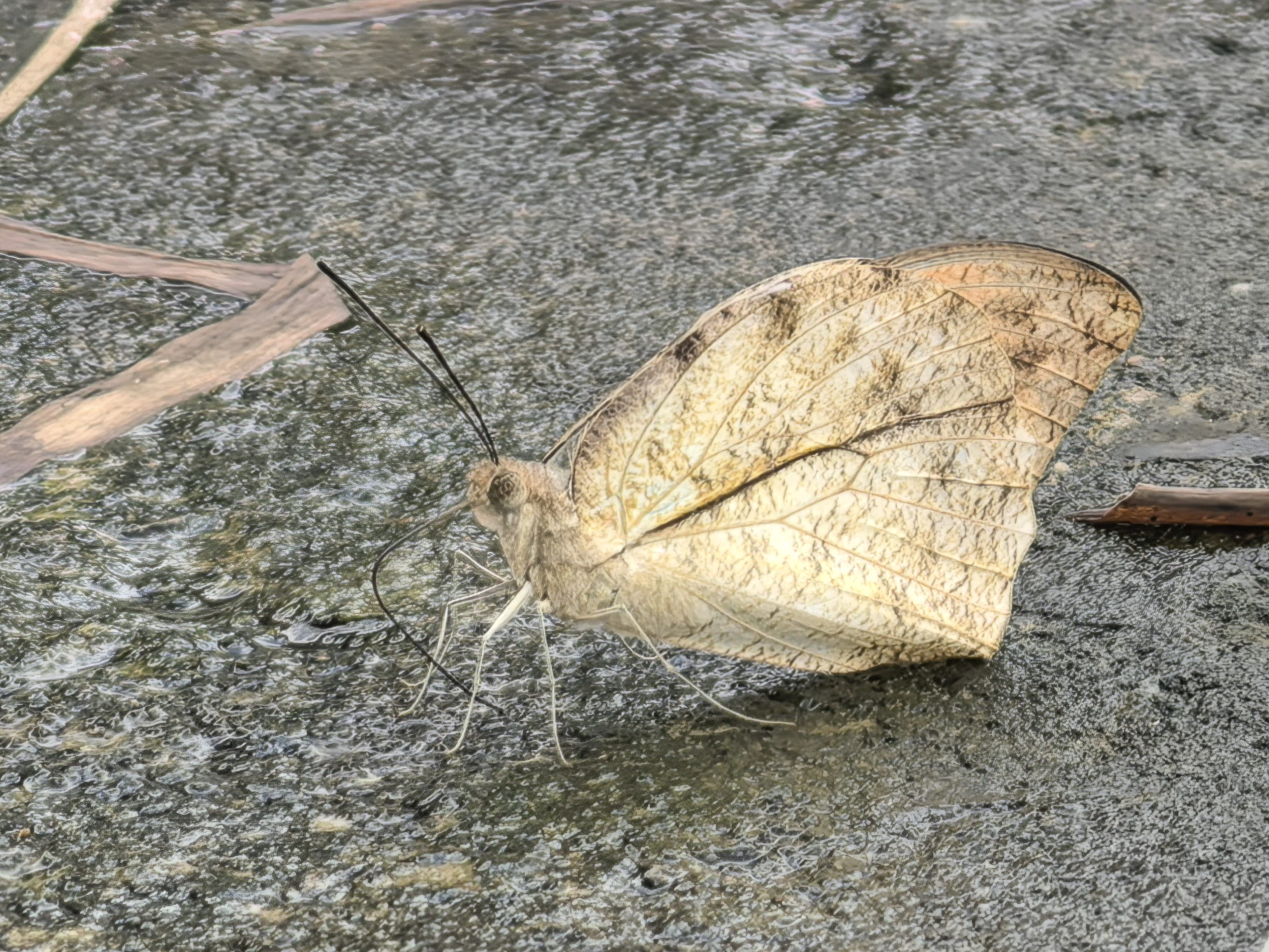 鹤顶粉蝶