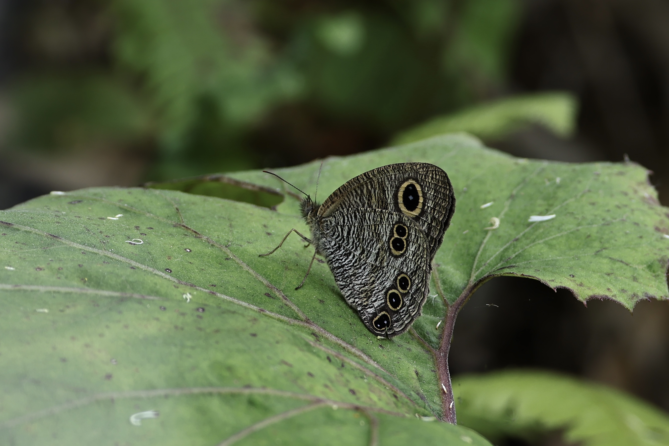 未定种