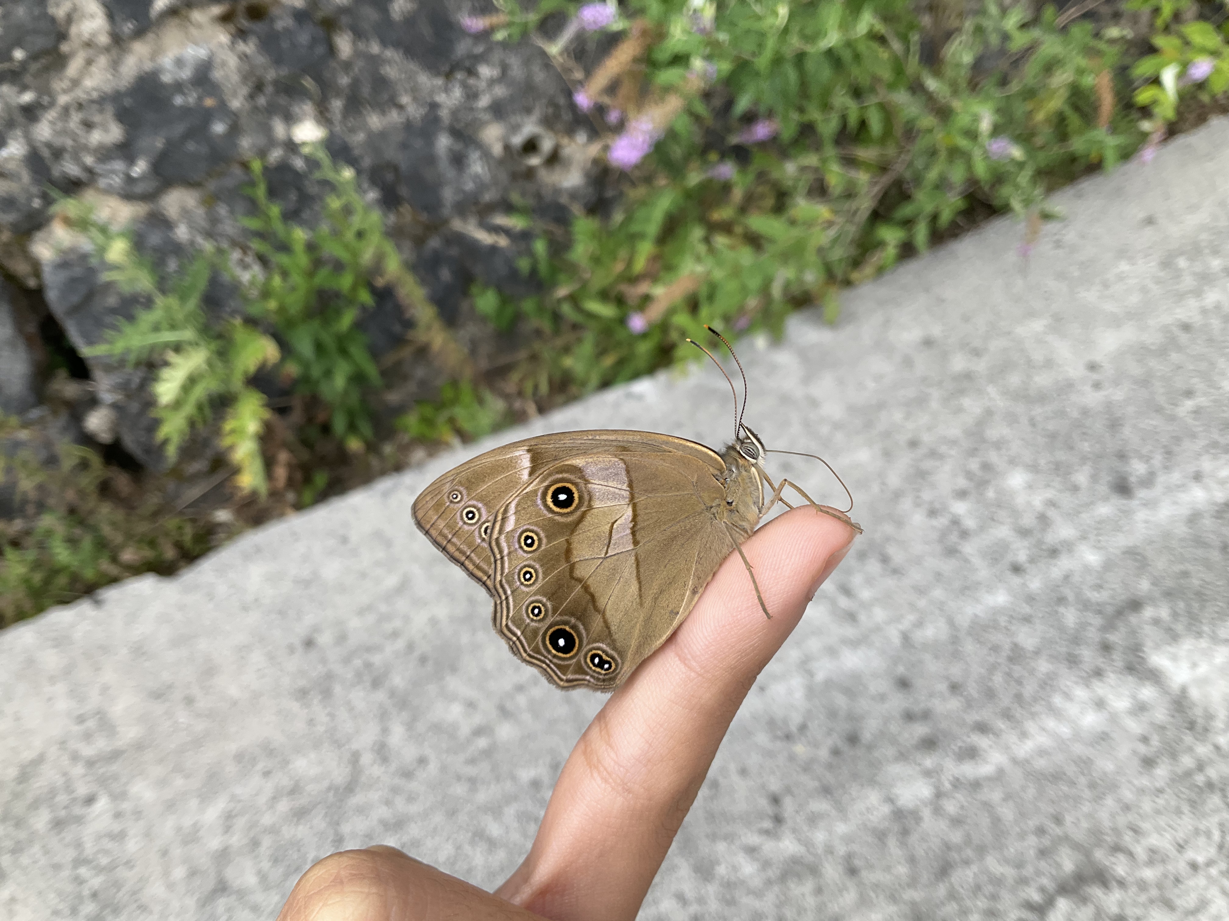 直带黛眼蝶