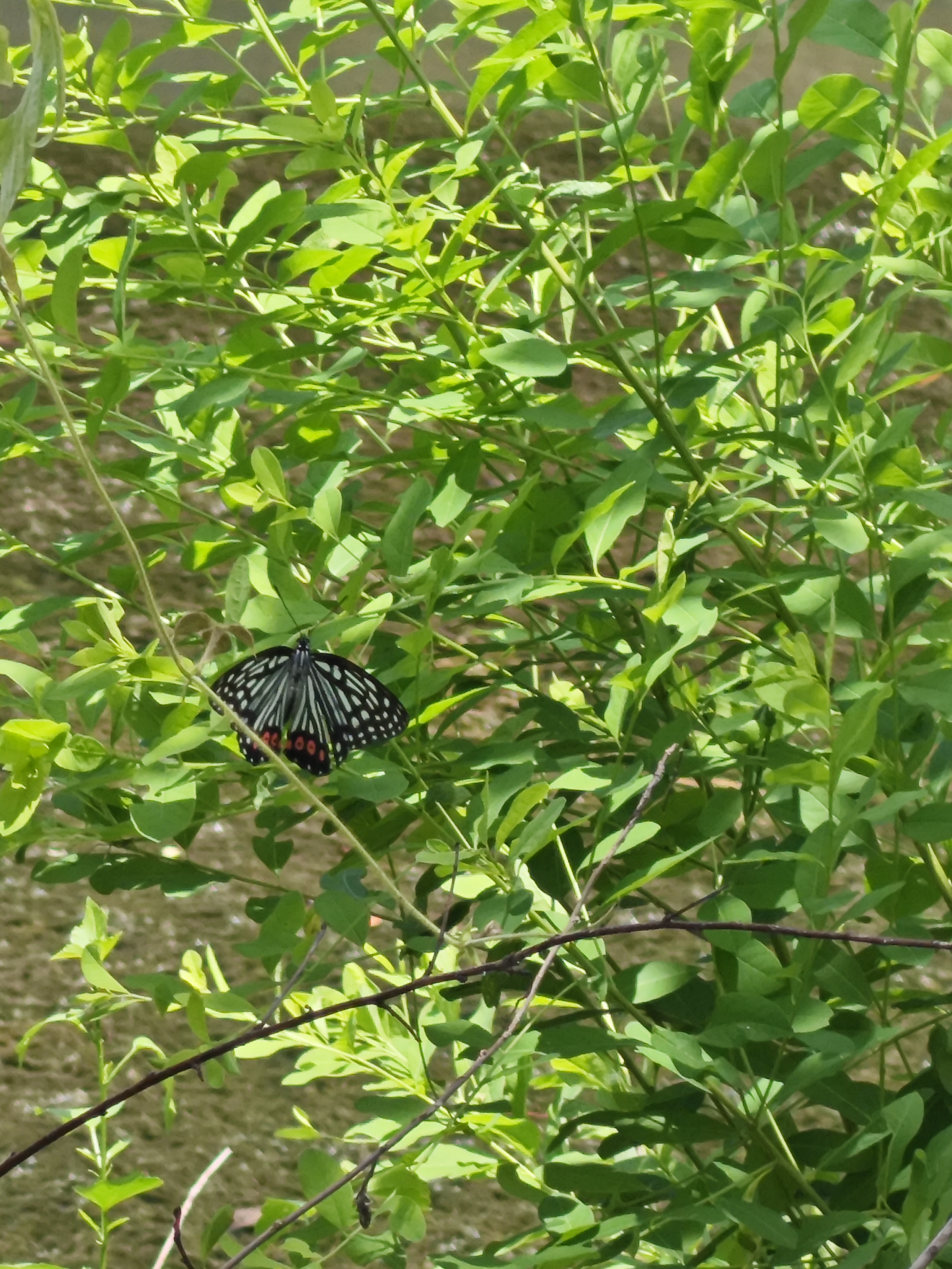 黑脉蛱蝶