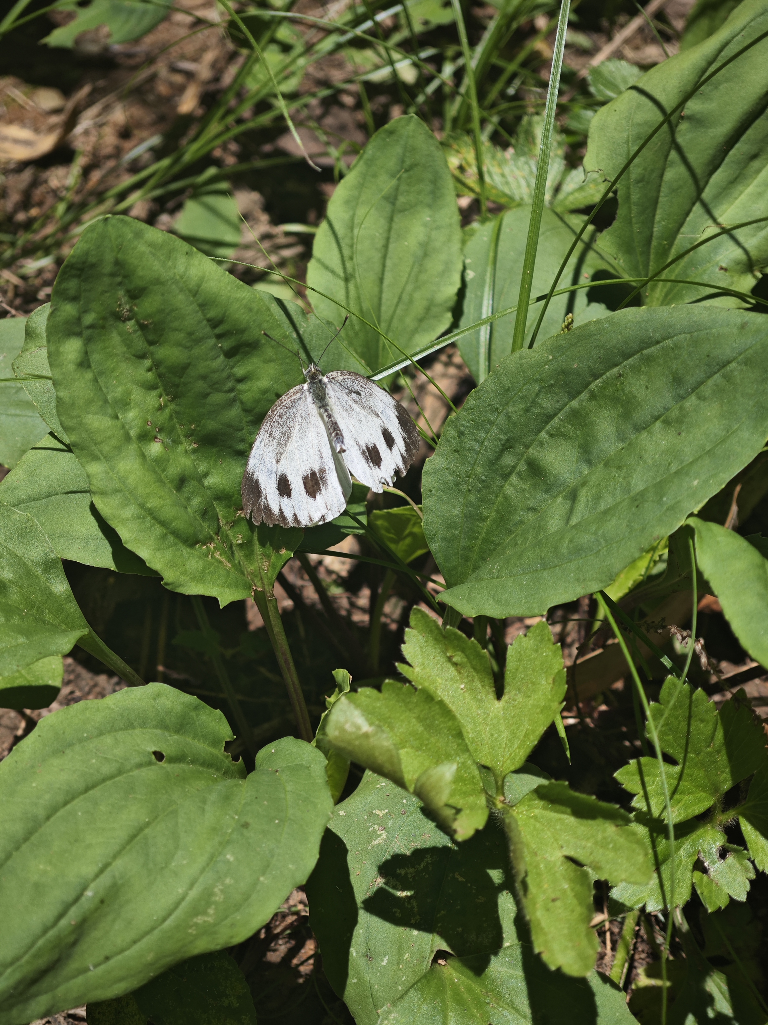 东方菜粉蝶