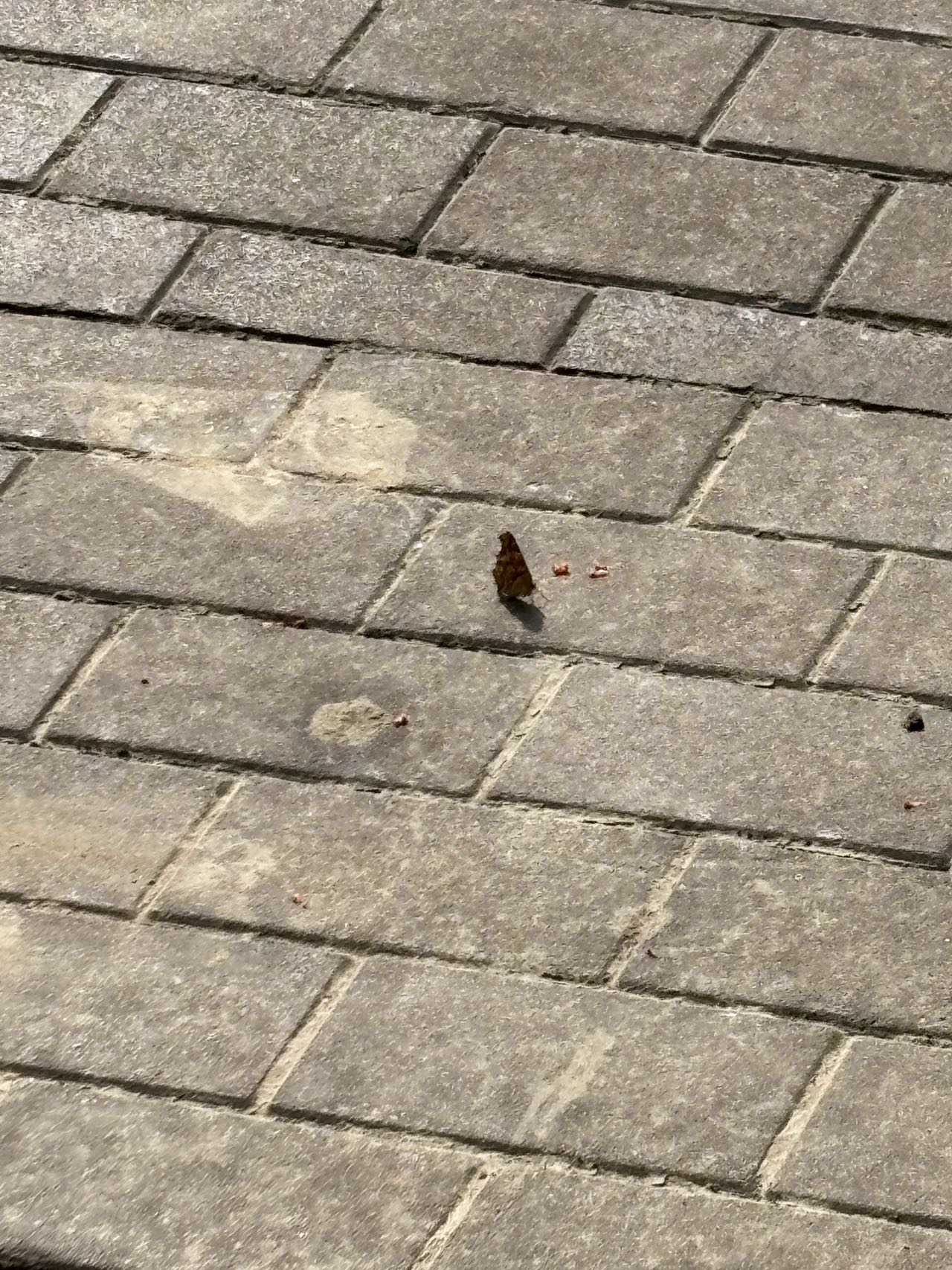 黄钩蛱蝶