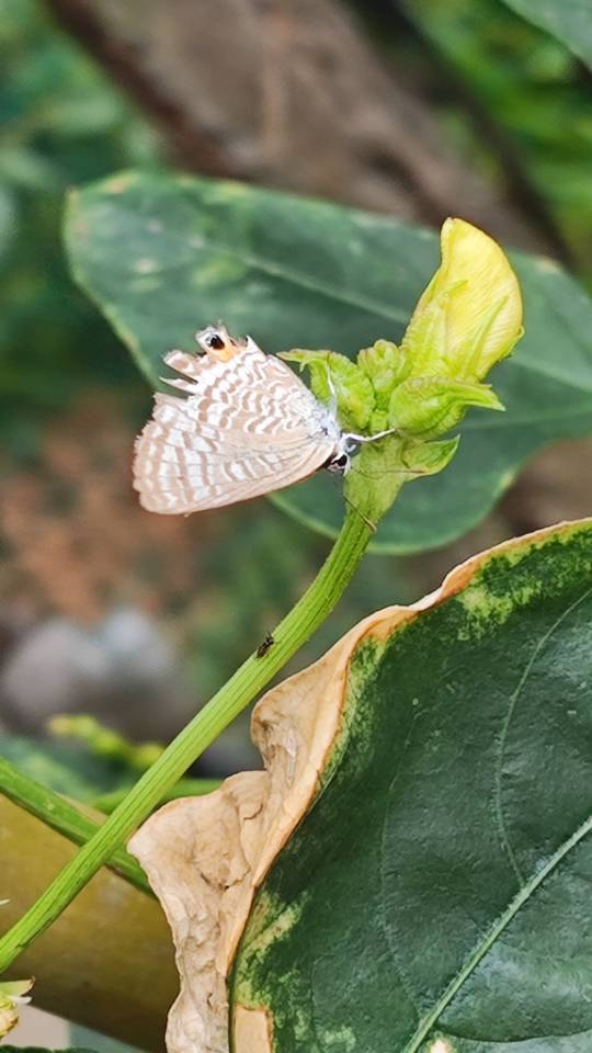 亮灰蝶