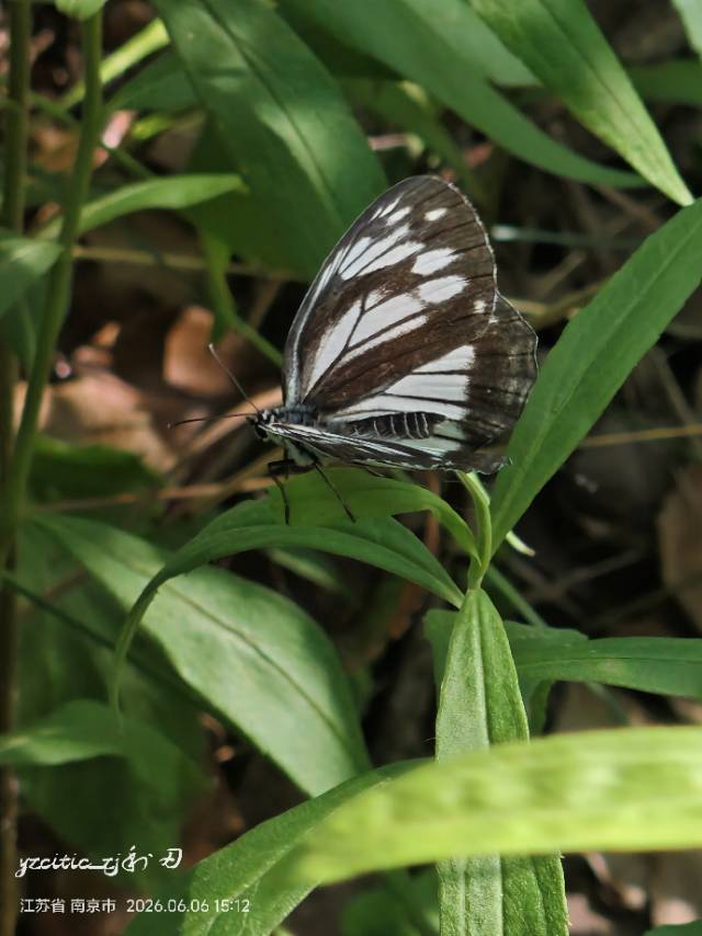 黑纱白眼蝶