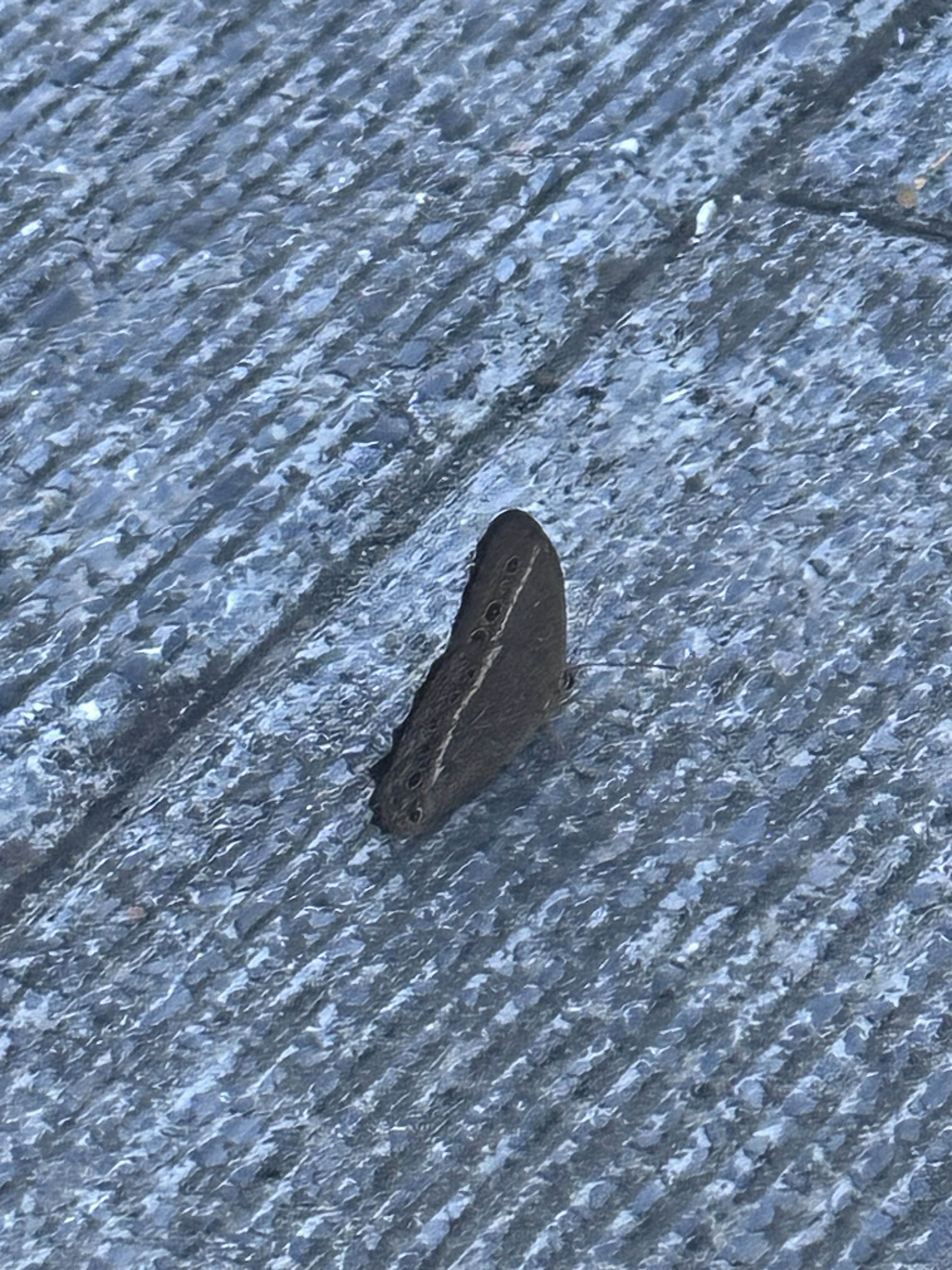 蒙链荫眼蝶