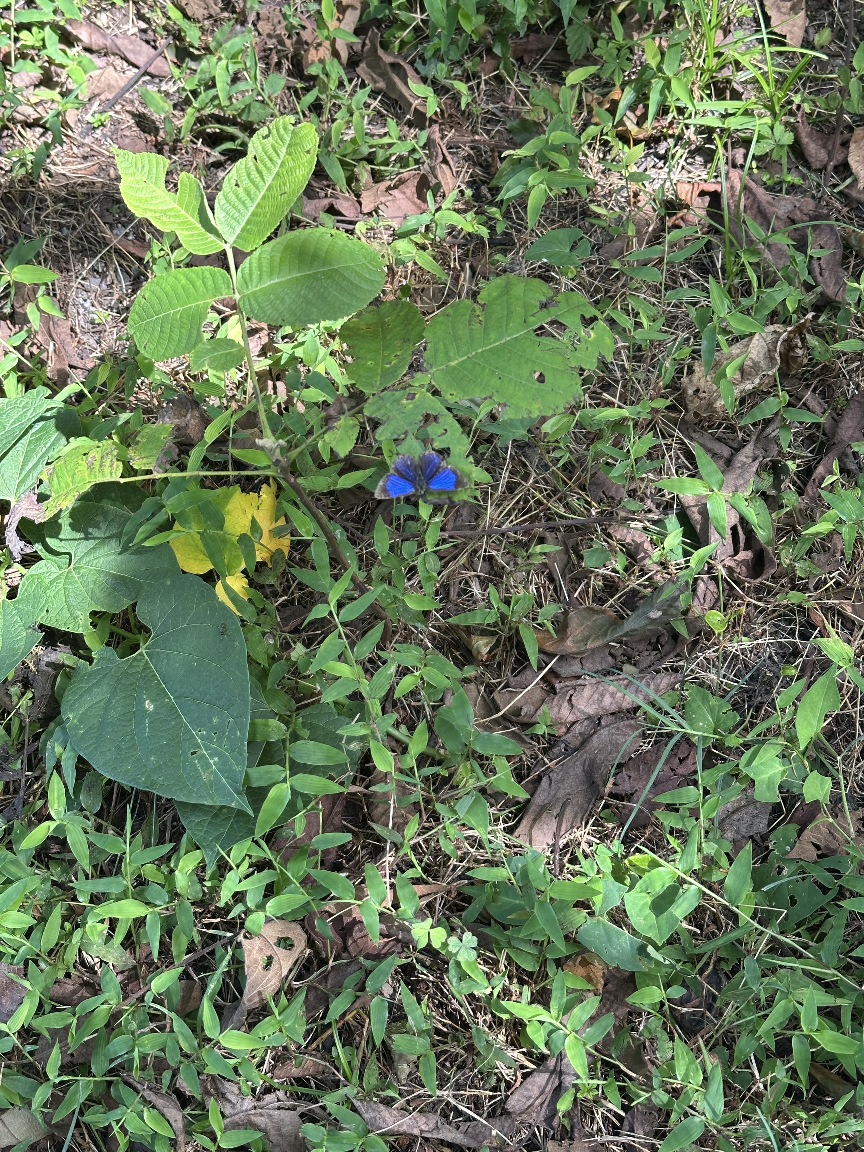 莎菲彩灰蝶