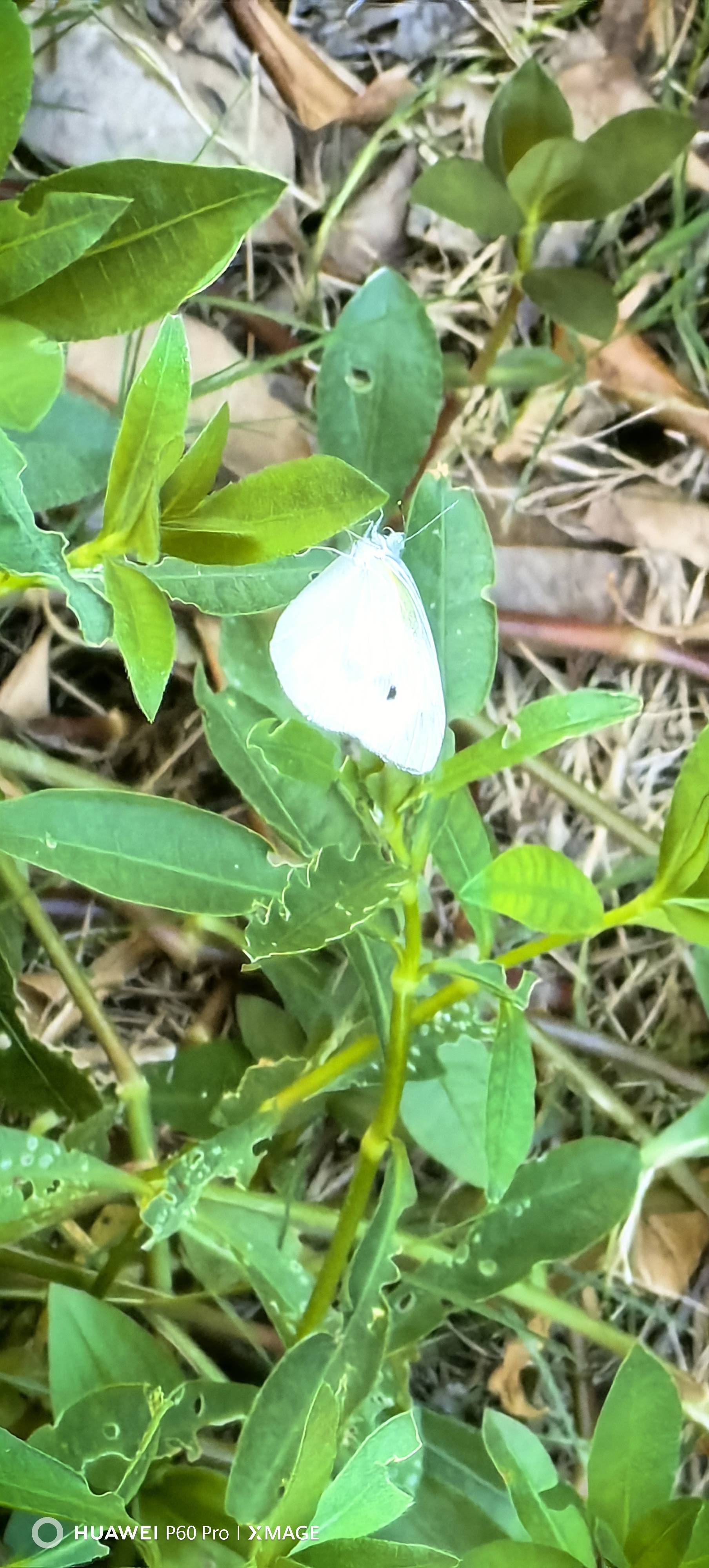 菜粉蝶