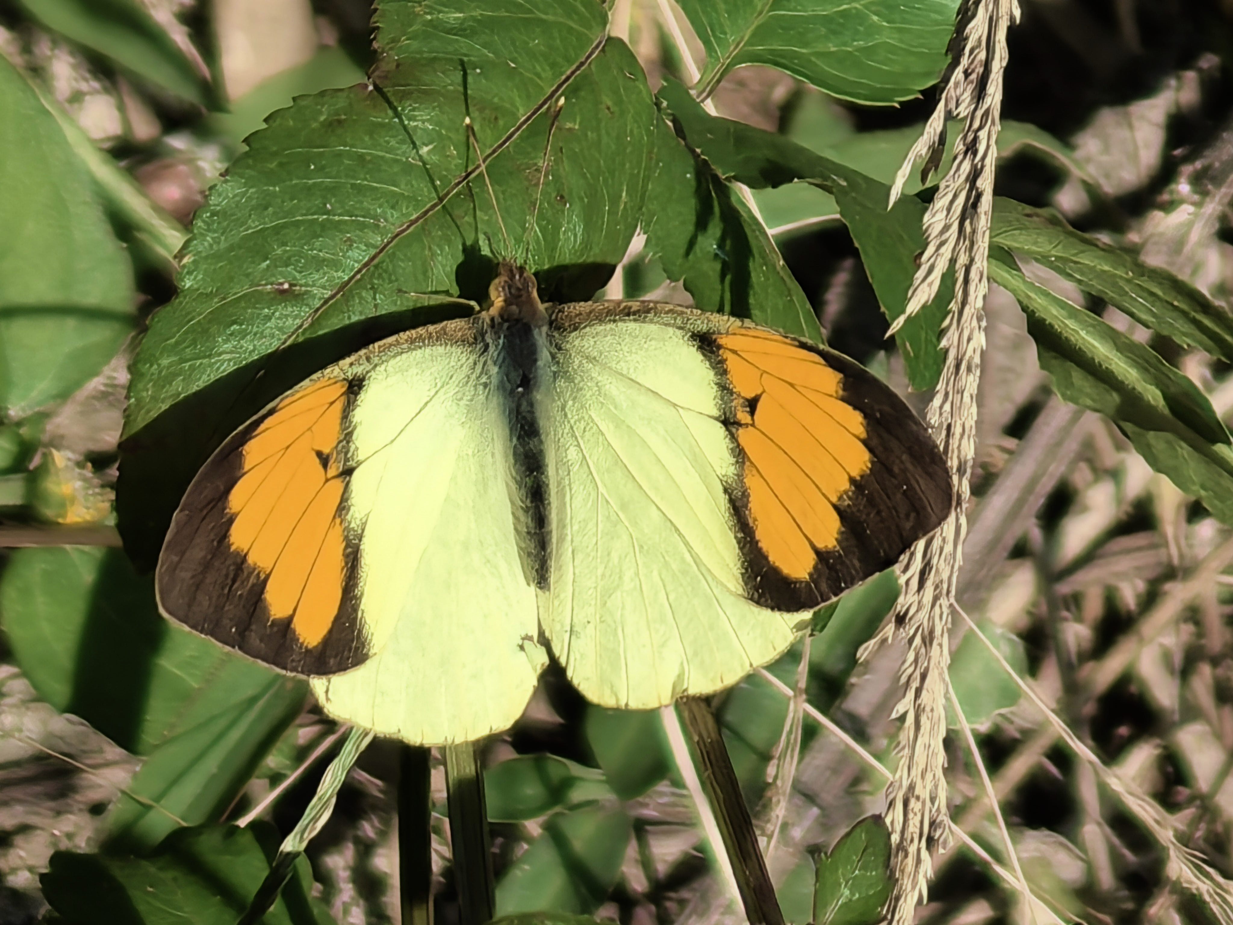 橙粉蝶