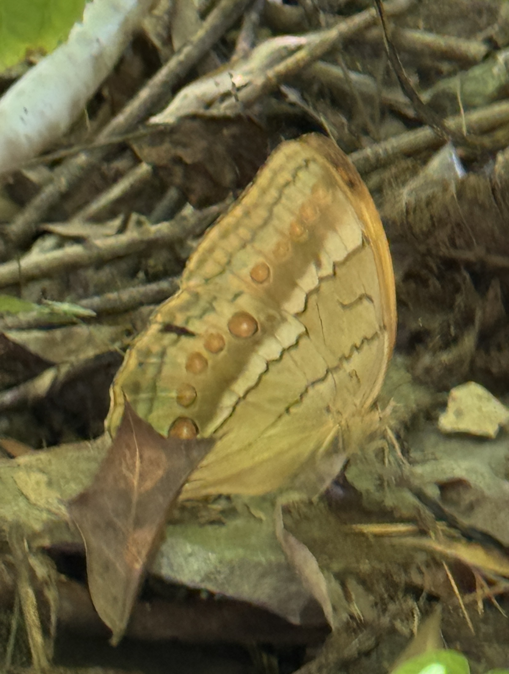箭环蝶