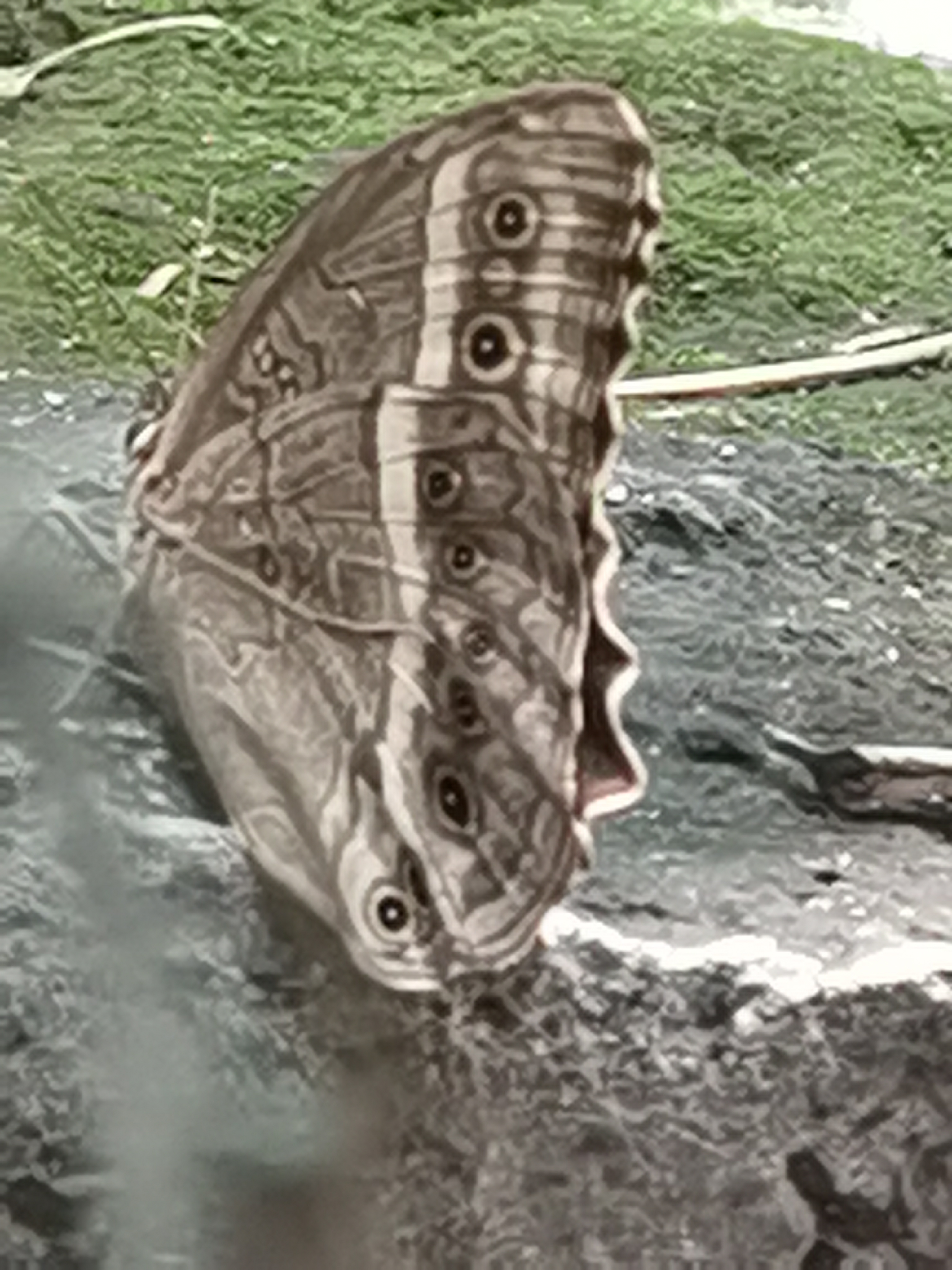 蒙链荫眼蝶