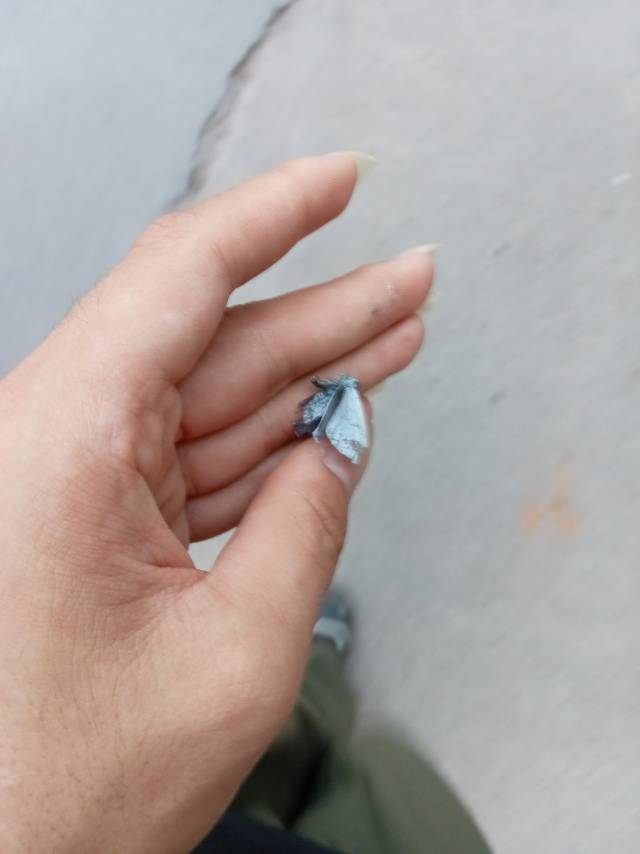 酢浆灰蝶