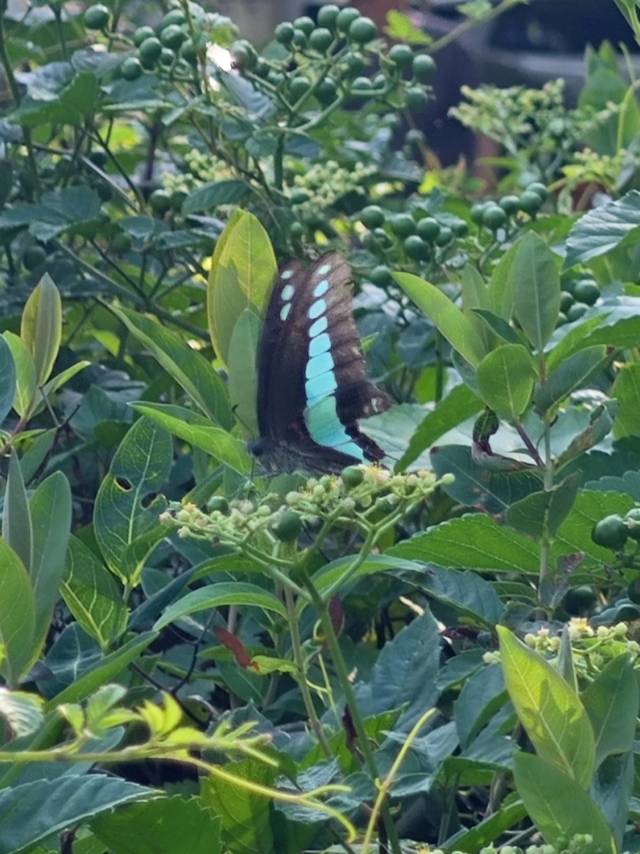 青凤蝶