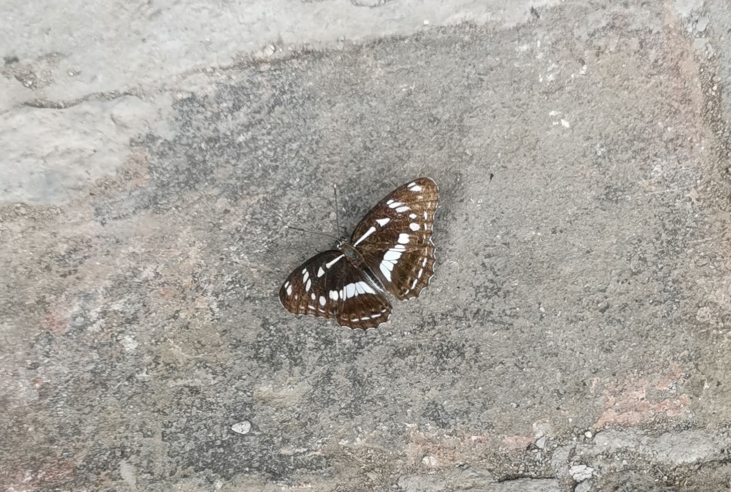 扬眉线蛱蝶