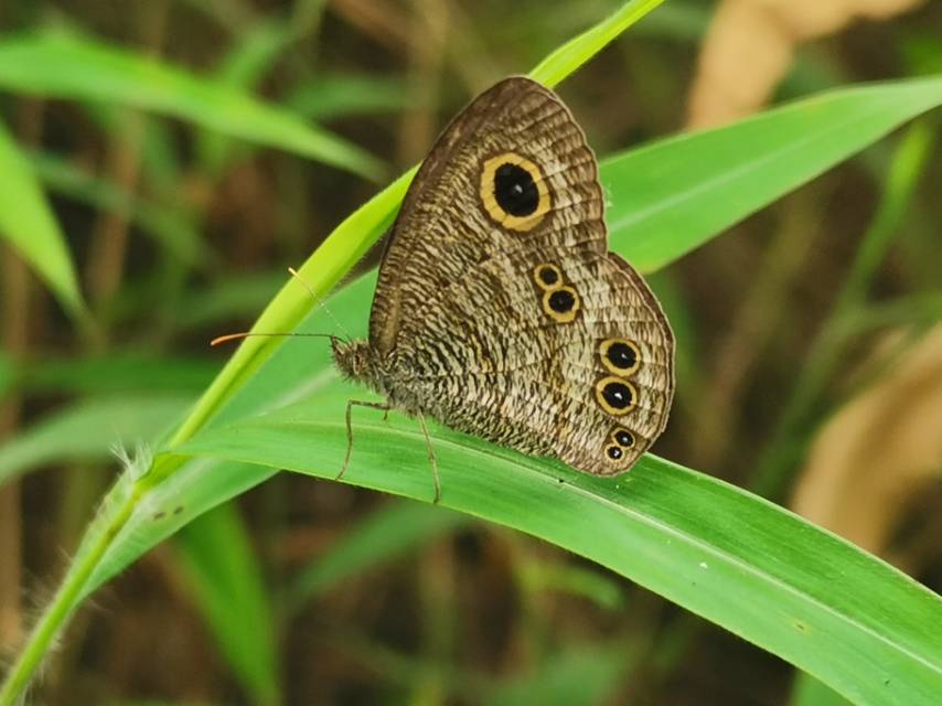 Ypthima horsfieldii