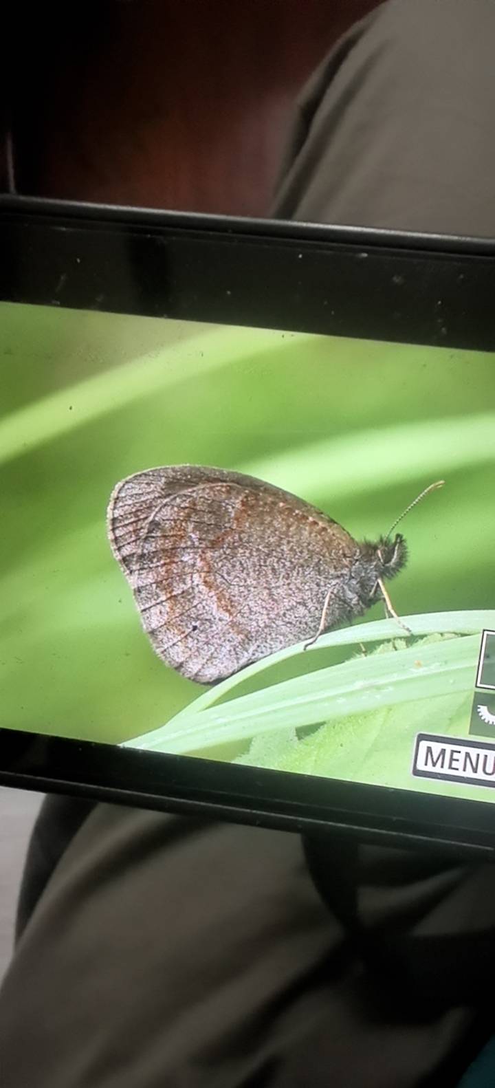 多型艳眼蝶的公开观测照片