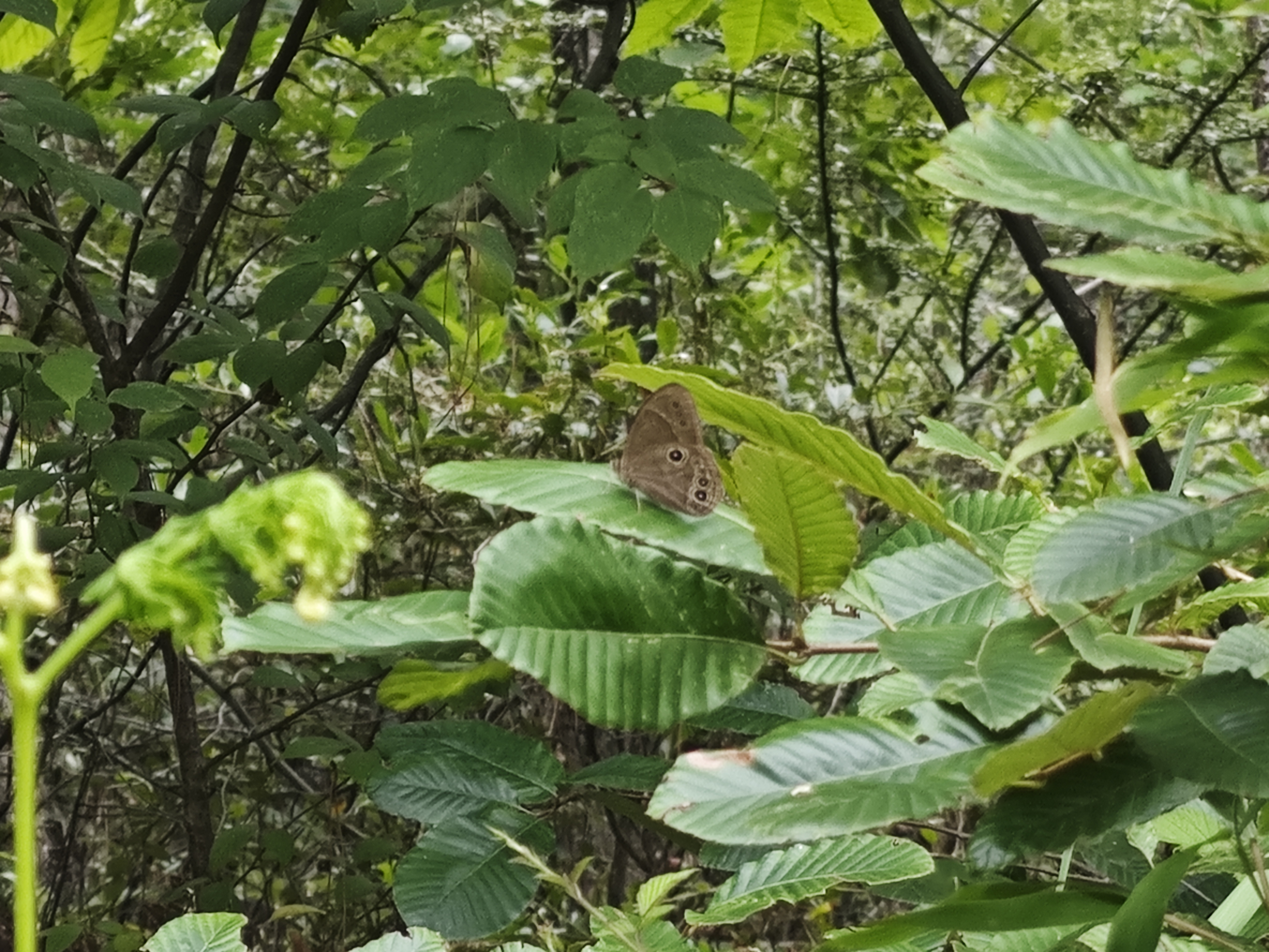 边纹黛眼蝶