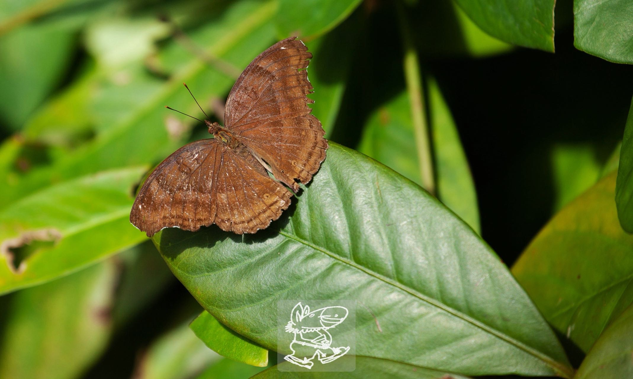 钩翅眼蛱蝶