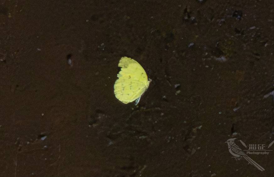 Eurema floricola