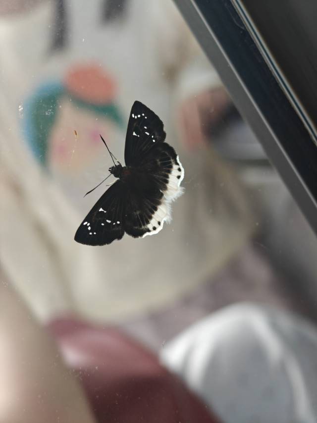 纹毛达弄蝶