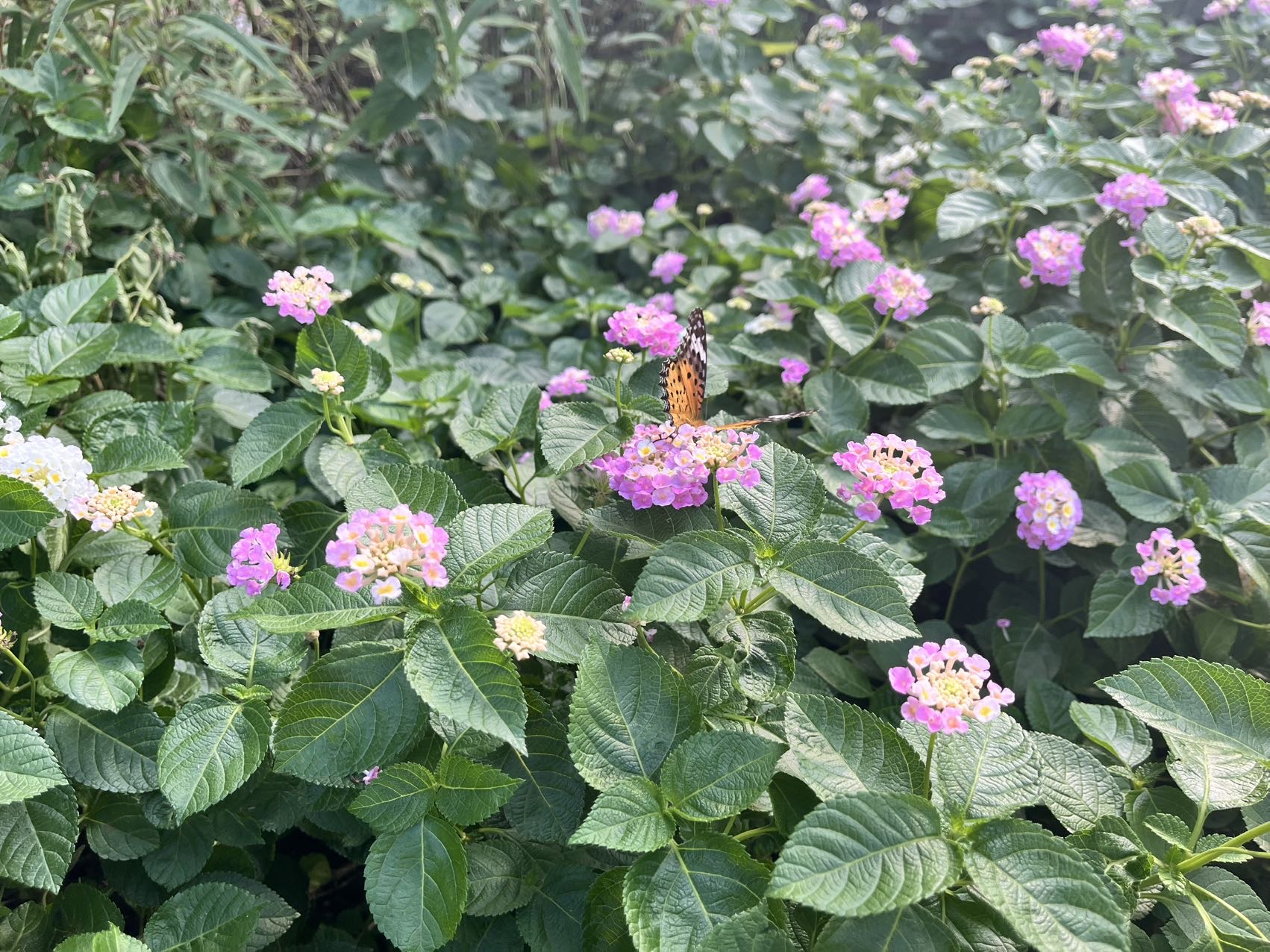 斐豹蛱蝶