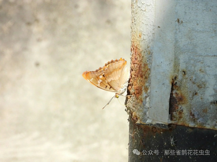 柳紫闪蛱蝶