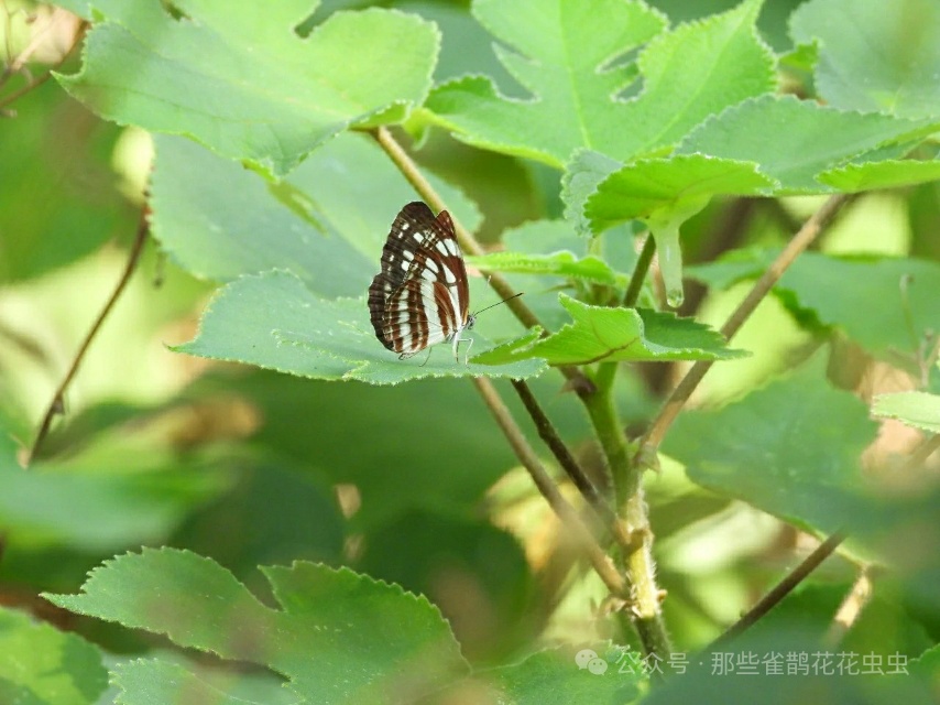 小环蛱蝶