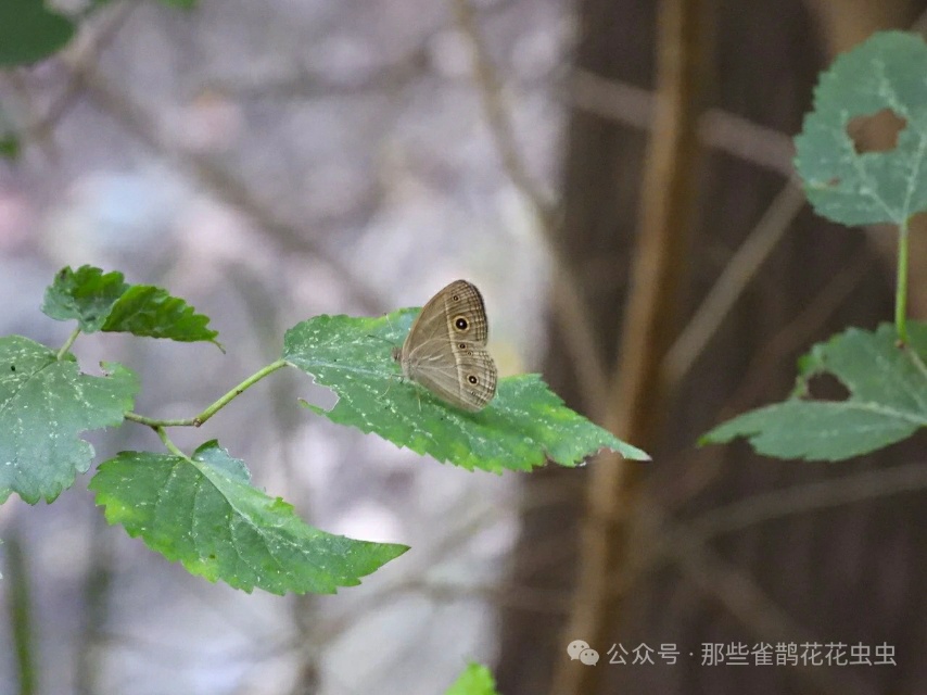 稻眉眼蝶