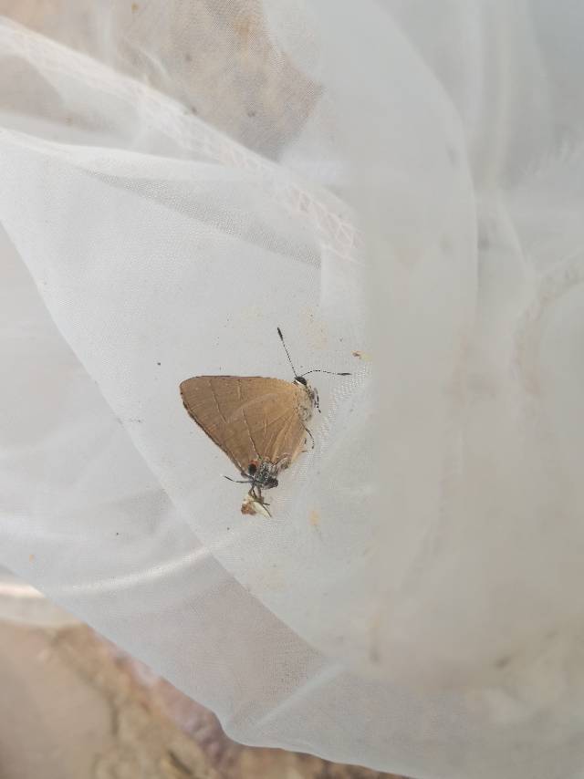 霓纱燕灰蝶