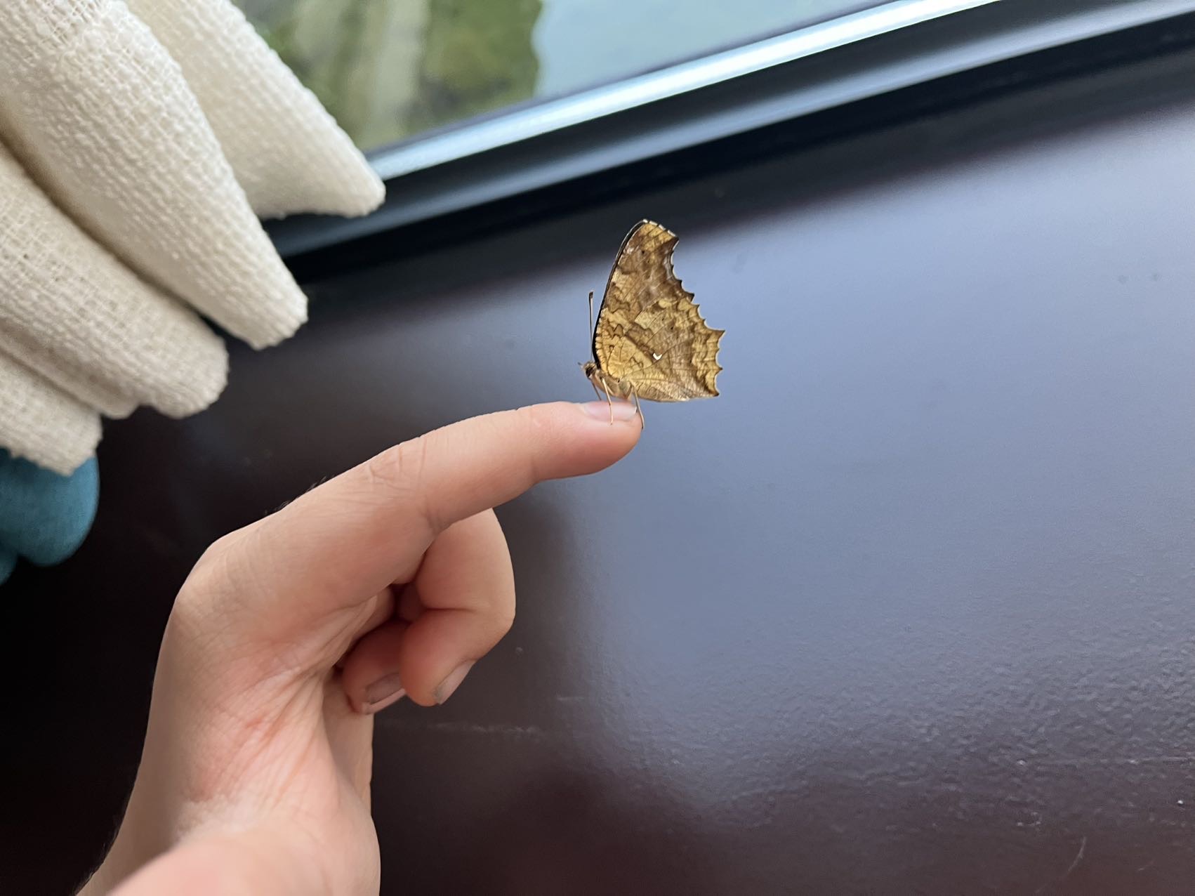 黄钩蛱蝶