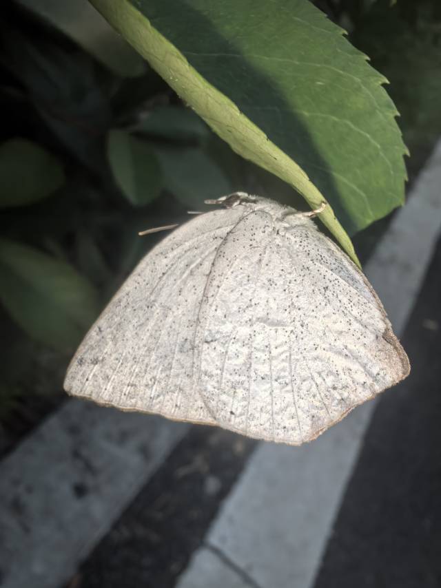 尖翅银灰蝶