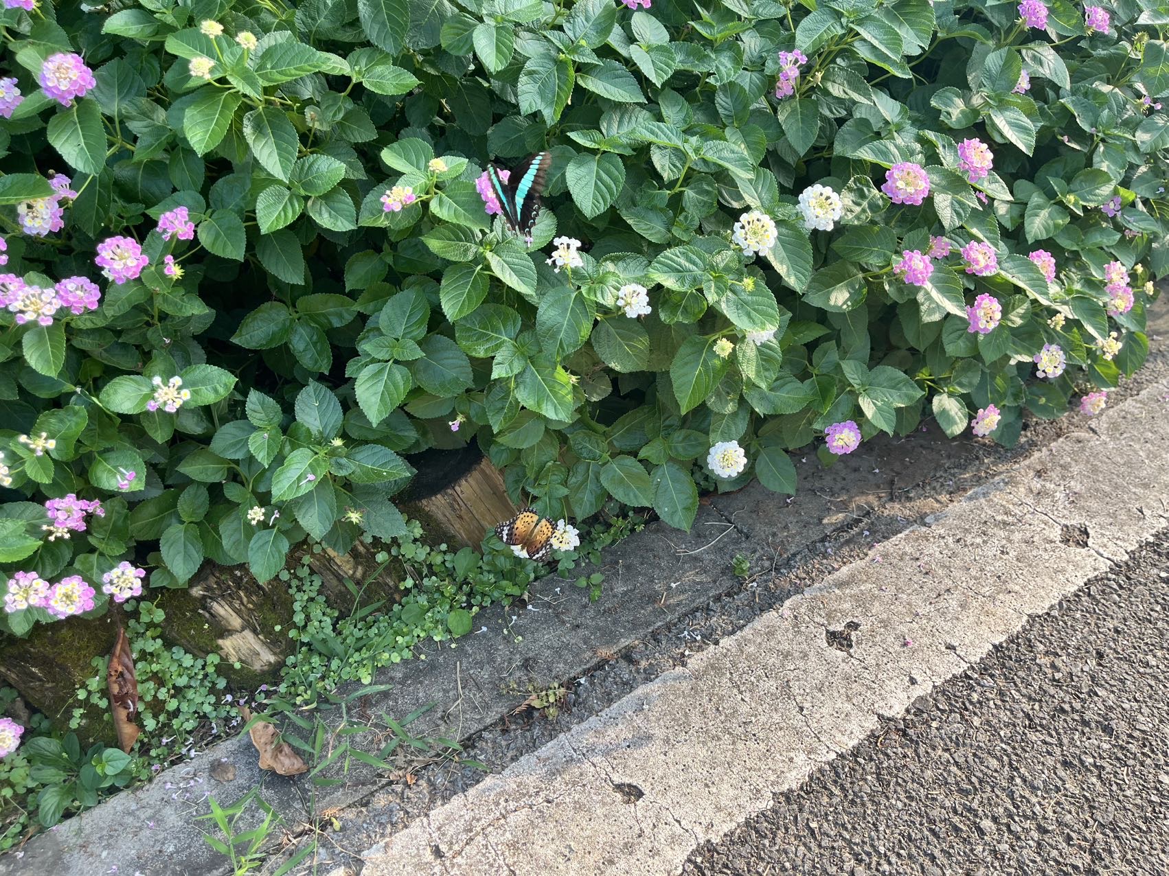 斐豹蛱蝶