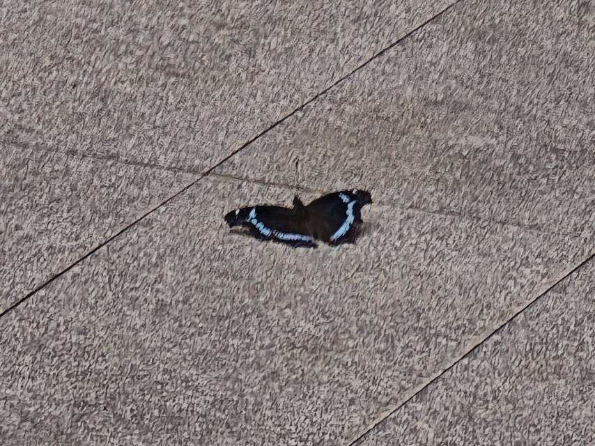 琉璃蛱蝶