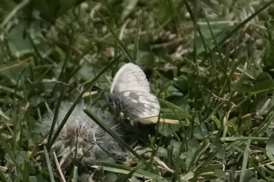 绿斑珍眼蝶的公开观测照片