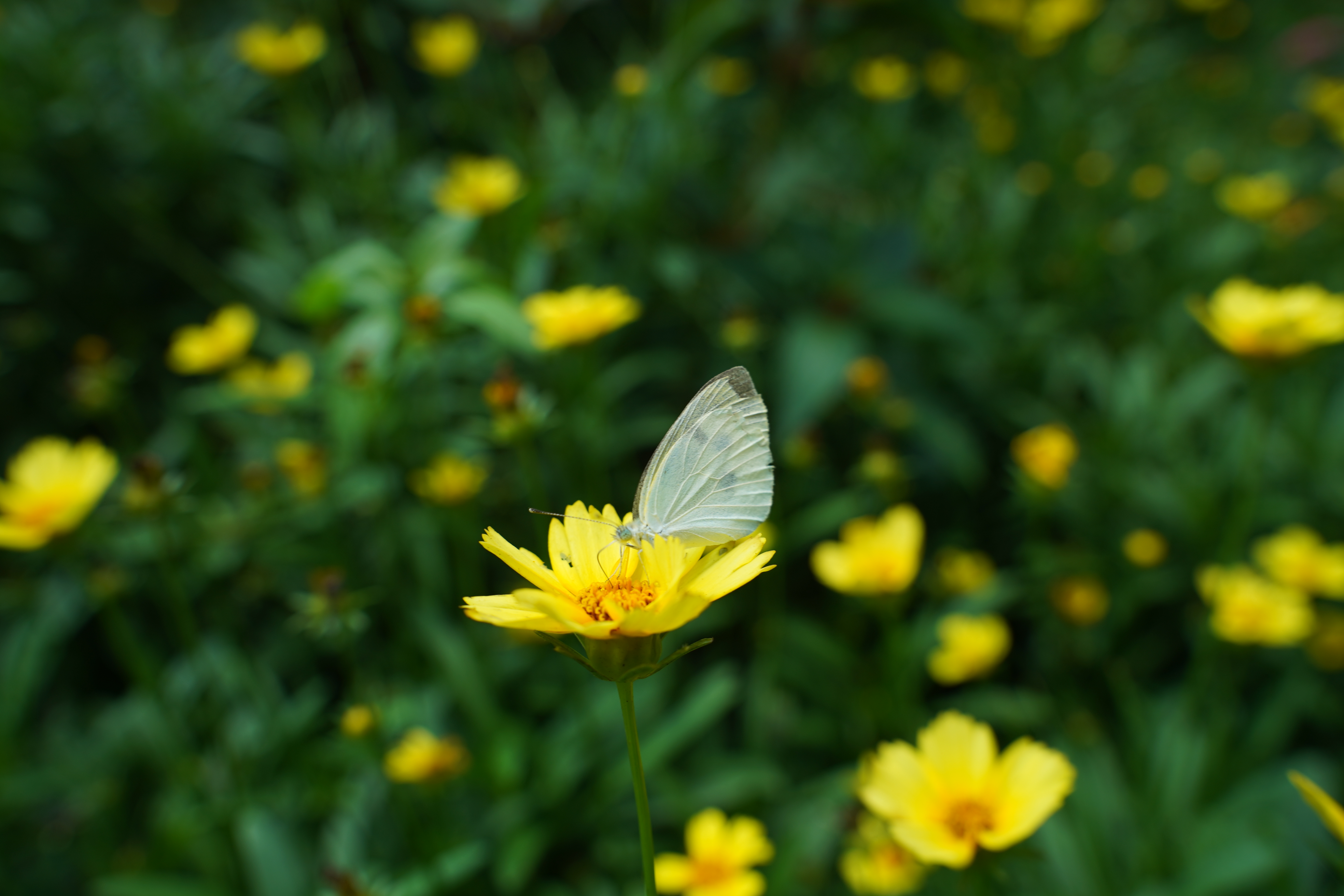 菜粉蝶