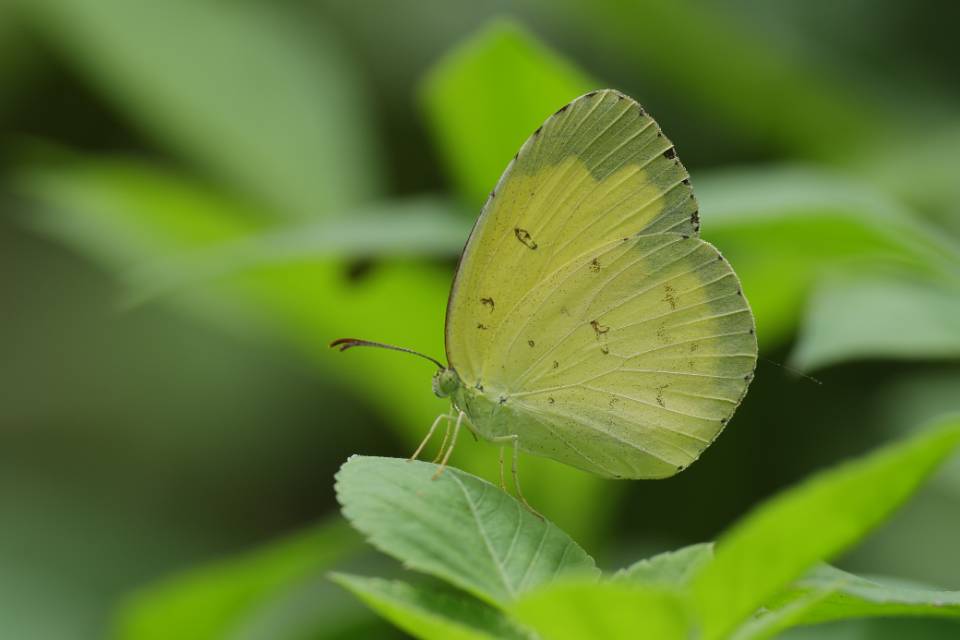 宽边黄粉蝶