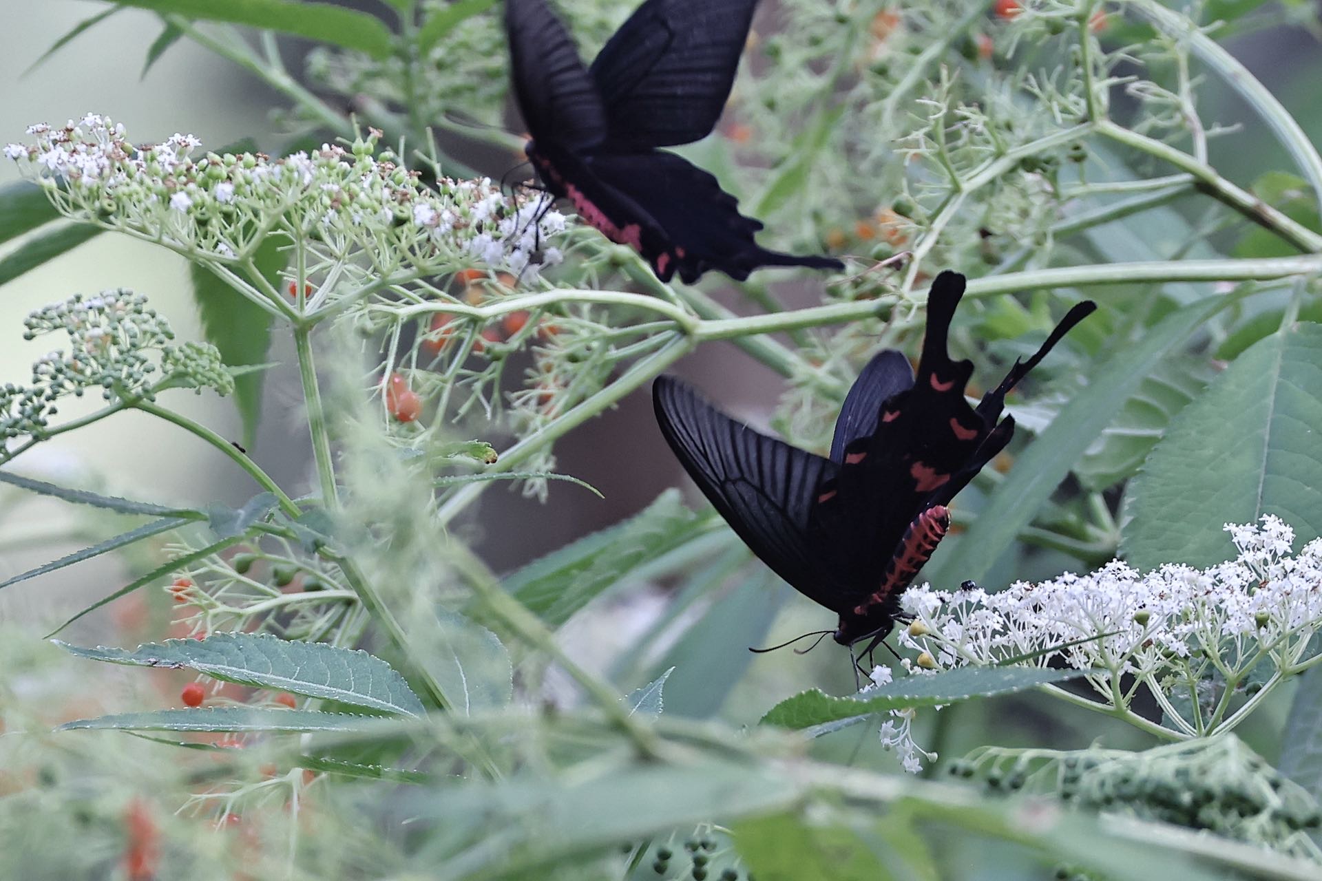 灰绒麝凤蝶