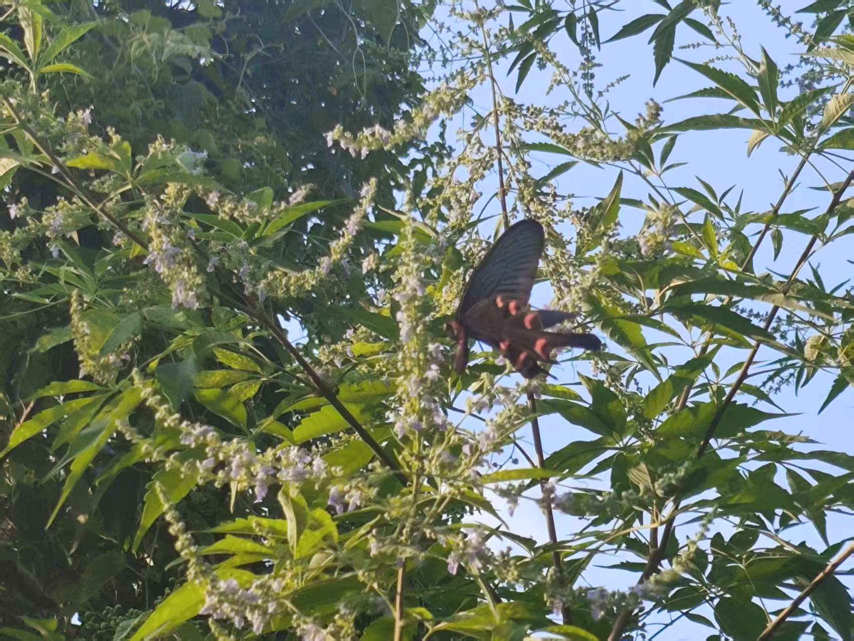 灰绒麝凤蝶