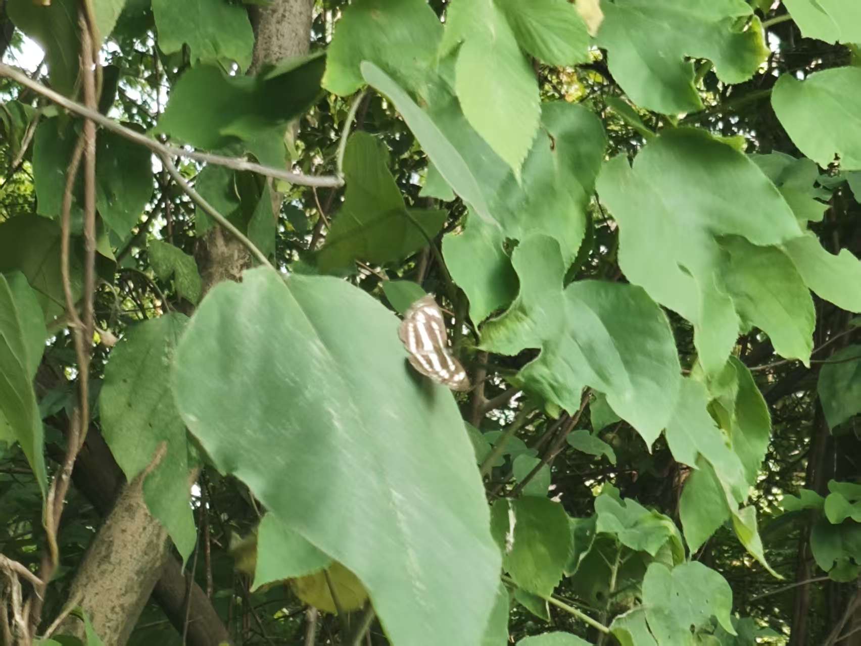 小环蛱蝶