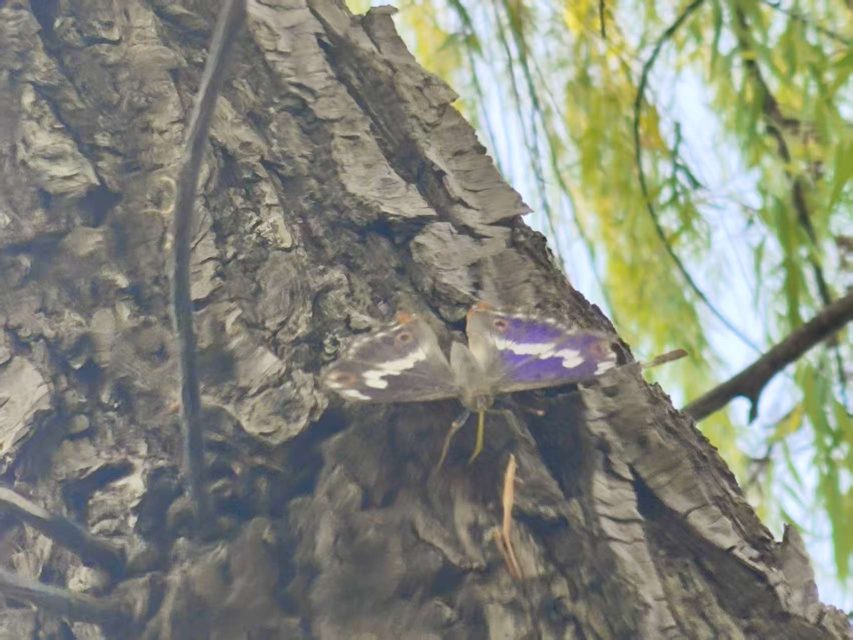 柳紫闪蛱蝶