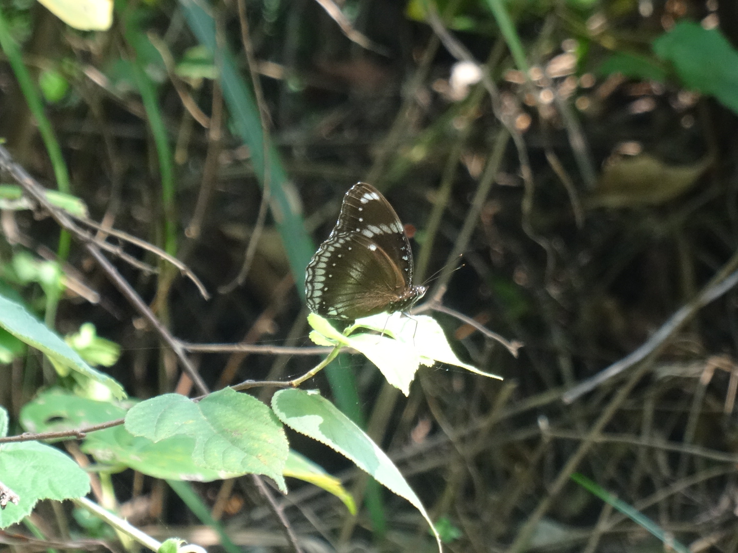 幻紫斑蛱蝶