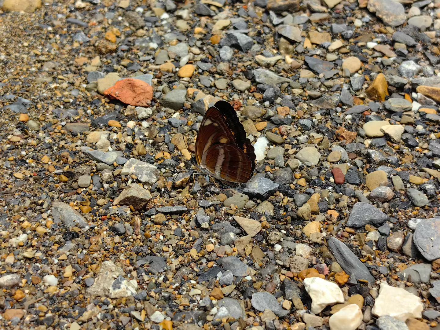 阿环蛱蝶